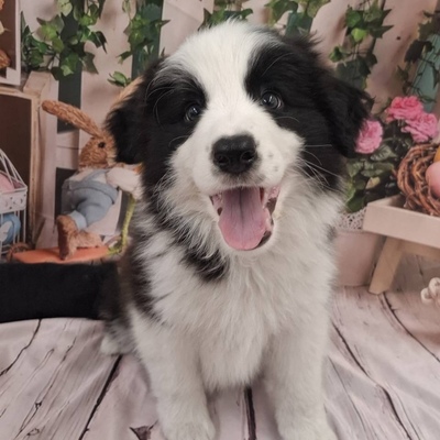 ボーダーコリー