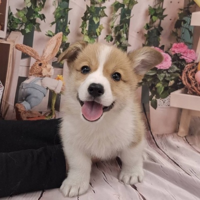 ウェルシュ・コーギー・ペンブローク