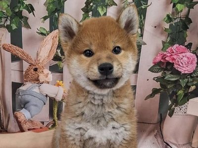 柴犬