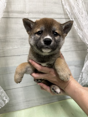 柴犬