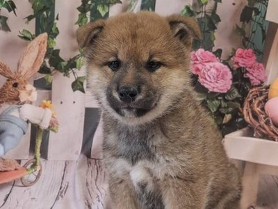 柴犬