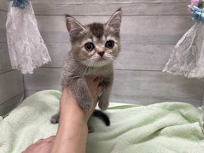 ブリティッシュショートヘアー