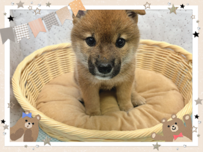 柴犬