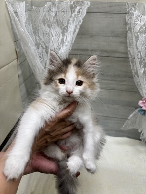 ノルウェージャンフォレストキャット