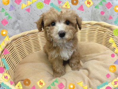 ミックス犬（父：ビションフリーゼ　母：トイプードル）