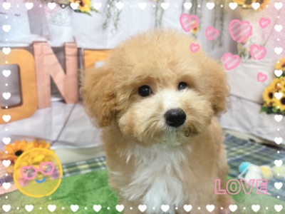 ミックス犬（父：ビションフリーゼ　母：トイプードル）