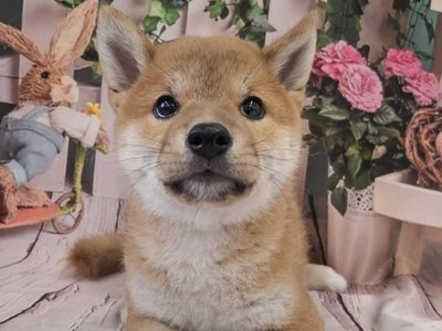 柴犬