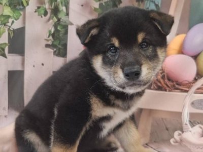 柴犬