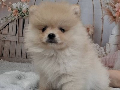 ポメラニアン