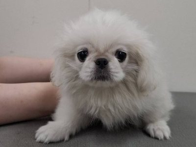 ペキニーズ