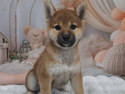 柴犬