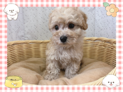 ミックス犬（父：トイプードル　母：ビションフリーゼ）