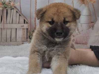 柴犬
