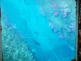 白浜沖の岩礁の間を泳ぐ魚達。サンゴの仲間のお花のようなオオトゲトサカもきれいです✿