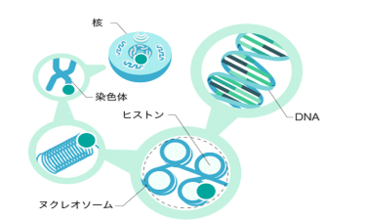 長寿の遺伝子～サーチュイン遺伝子～