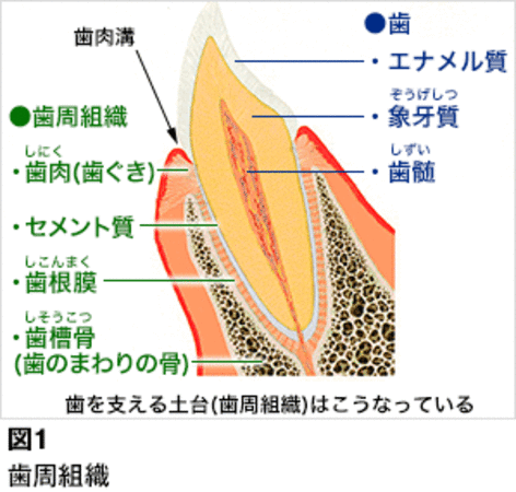 歯周病とはどんな病気ですか