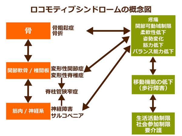 受講講座の紹介「ロコモ予防で生涯現役」