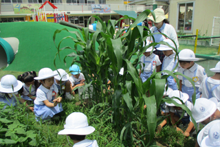 幼稚園の農園