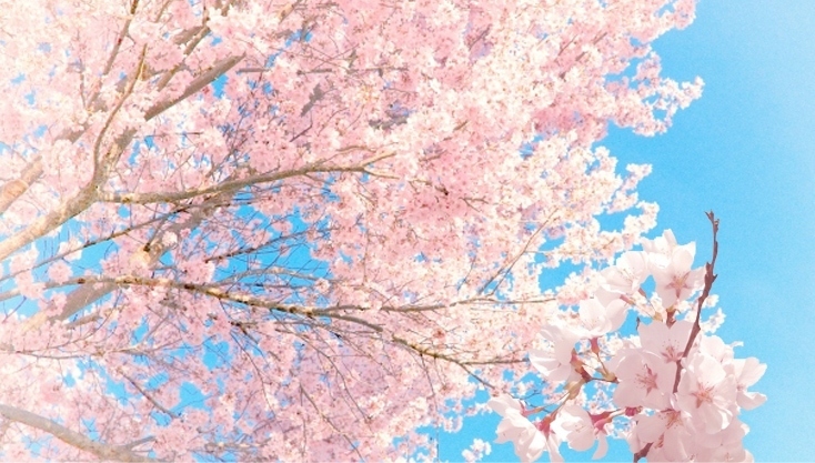 凝縮された「桜の花エキス」のチカラ