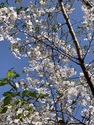 Blooming Sakura
