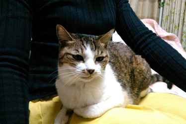 宮本 あいちゃん(猫ちゃん)