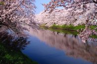 （５９０）季節は春、そして桜○○○！！