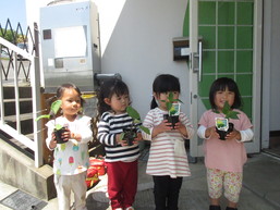野菜の苗植え