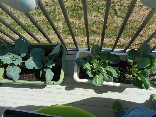 涼しくなってきましたね2