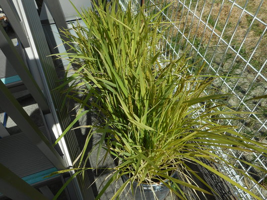 涼しくなってきましたね3